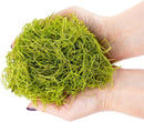 Premium Spanish Moss in Spring Green| Natural Preserved - Great Ground Cover - Filler for Potted Plants - by GARDENERA - 2 Quart Bag by GreenHaven Gardens