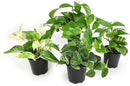 Altman Plants Live Succulents (20 Pack) & Live Pothos Plants (4PK) Indoor House Plants by GreenHaven Gardens
