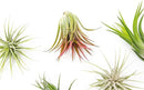 24 Pack Air Plants Assorted Tillandsia Ionantha - Live Succulent House Plants - Available in Wholesale and Bulk - Home and Garden Decor - Easy Care Indoor and Outdoor Plants by GreenHaven Gardens