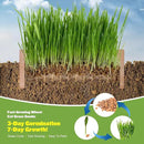 Organic Cat Grass Kit for Indoor Cats - 3 Pack with Cat Grass Seeds, Nutrient Soil & Planter Pots | Complete Growing Set for Fresh Pet Grass (Non-GMO Wheat Grass) by GreenHaven Gardens