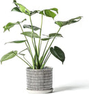 8 Inch Plant Pot: Ceramic Planter with Drainage Hole & Saucer - Cylinder Flowerpot for Indoor & Outdoor Plants - with Separate Tray for Home & Office - Striped Design by GreenHaven Gardens