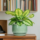 G EPGardening Ceramic Pots for Plants - 6 Inch Plant Pot with Drainage Hole and Saucer, Modern Ceramic Planter for Indoor Outdoor, Round Flower Planter, Gifts for Plants Lovers, Home Decor, Green by GreenHaven Gardens