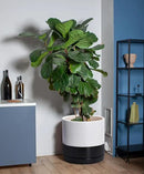D'vine Dev 12 Inch Ceramic Planter Pot with Drainage Hole and Saucer, Indoor Cylinder Round Planter Pot, Layered Monochrome Black & White, 94-O-F-L by GreenHaven Gardens