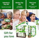 Ivolador Wall Hanging Plant Propagation Station,Bulb Plant Terrarium with Wooden Stand,Unique Gardening Gifts for Women Plant Lovers,Hydroponic Indoor Planter Home Office Decor-3 Bulb Glass Vases by GreenHaven Gardens