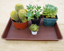 Plant Growing Trays 4 Pack, Plant Tray, 14.5"x11", Heavy Sturdy Plastic Plant Saucer Seed Trays, Seedling Starter Tray, Plant Drip Trays for Indoors, Seed Starter Growing Tray (Chocolate) by GreenHaven Gardens