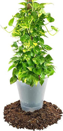 Premium Pothos Potting Soil Mix - Air Cleaning Plant Potting Mix, Soil Mix for Pothos, Parlor Palm, Peace Lily - (2 Quart Bag) by GreenHaven Gardens