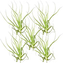 Air Plants - Tillandsia Straminea Jumbo 6-9" - 5ct - Live Arrival Guaranteed - House Plants for Home Decor & Gift by GreenHaven Gardens