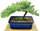 Live Dwarf Juniper Bonsai Tree 12+ Years Old with Bamboo mat| Juniper or Jade Bonsai Tree | Indoor/Outdoor | 100% Handcrafted| Home and Office Décor | Best Gift for Holiday (style3) by GreenHaven Gardens
