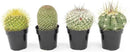 Altman Plants, Assorted Cactus Plants Live Cactus Decor (4PK), Cactus Plant Live Succulents Plants Live in Cactus Soil Potting Mix, Live Cacti Plants Live Succulent Plants Live Plants in Cactus Pot by GreenHaven Gardens