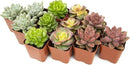 Succulents Plants Live (12PK) Potted Succulent Plants Live House Plants, Cactus Plants Live Plants Indoor Plants Live Houseplants, Indoor Plant Succulents Live Plant House Plant by Plants for Pets by GreenHaven Gardens