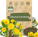 Premium Taraxacum Dandelion Seeds - 5000 Non-GMO Heirloom Purple-Stem Dandelion Seeds for Planting, Herbal Tea & Pollinators –Most Medicinal Variety (Taraxacum) by GreenHaven Gardens