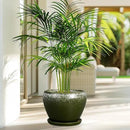 8 Inch Plant Pot - Ceramic Planter with Drainage Hole and Saucer, Modern Flower Pot for Glazed Indoor Plants Outdoor, Dark Green by GreenHaven Gardens