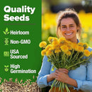 HOME GROWN 𝗨𝗦𝗔 𝗣𝗥𝗘𝗠𝗜𝗨𝗠 Dandelion Seeds for Planting – 600 Heirloom Medicinal Herb Seeds (~0.3g) 𝗡𝗢𝗡-𝗚𝗠𝗢 Grow Edible Leaves and Flowers for Remedies or Wildlife (Taraxacum officinale) by GreenHaven Gardens