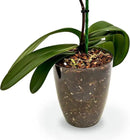 Organic Premium Orchid Soil Mix by Gardenera - Hand Mixed Classic Sphagnum Moss Potting Soil Mix - for Phalaenopsis Orchid - 1 Quart - Made in USA by GreenHaven Gardens