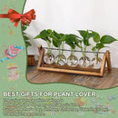 YIBOT Propagation Stations,Plant Terrarium with Wooden Stand,Plant Lover Gifts for Women for Hydroponics Plants Home Garden Wedding Decor(5 Bulb Vase) by CozyNest Decor