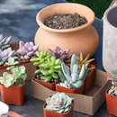 Altman Plants, Live Succulent Plants (20 Pack) Assorted Potted Succulents Plants Live House Plants in Cacti and Succulent Soil Mix, Cactus Plants Live Indoor Plants Live Houseplants in Planter Pots by GreenHaven Gardens