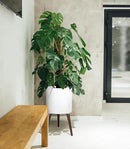 D'vine Dev 14 Inch Planter Pot with Stand, Mid-Century Tall Plant Pot with Legs for Indoor Plants, X-Large, White, 88-O-D-1 by GreenHaven Gardens