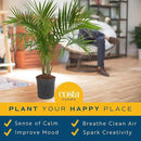 Costa Farms Majesty Palm Tree, Live Indoor Plant Potted in Grower Pot, Tropical Houseplant in Potting Soil, Patio Home Decor or Room Decor, Housewarming, 3-4 Feet Tall by GreenHaven Gardens
