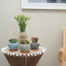 3 inch Ceramic pots for Plants, Small Succulent Pots Set with Drainage, 6 Pack Flower Pot for Indoor Plant, Decorative Planters for Little or Mini Cactus by GreenHaven Gardens