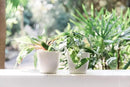 GARDENIX DECOR 5" Self Watering pots for Indoor Plants - Flower Pot with Water Level Indicator for Plants, Grow Tracking Tool - Self Watering Planter Plant Pot – 2 Pack White by GreenHaven Gardens