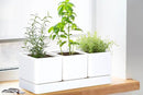 D'vine Dev Herb Garden Planter Set, Plastic Plant Pots with Drainage and Saucer, Indoor Succulent Cactus Vegetable Pot for Windowsill, Garden Balcony, White, Set of 2, 76-V-A-2 by GreenHaven Gardens