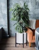 D'vine Dev Planter Pot with Stand - 14 Inch Plastic Cylinder Flower Pot with Wood Planter Holder for Indoor, Matte White Pot + Ebony Stand, 55-C-T-1 by GreenHaven Gardens