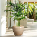 Planter Pot 8 Inch - Ceramic Pot for Plants Indoor Plant Pot with Drainage Hole and Saucer Round Planter Outdoor Modern Flower Pot Succulent Pot for House Patio Yellow by GreenHaven Gardens