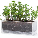 D'vine Dev 12 Inch Window Box Planter, Rectangle Plastic Herb Planter with Drainage Holes and Saucer, Indoor Succulent Cactus Vegetable Pot for Windowsill, Garden Balcony, Clear, Set of 1, 76-X-D-1 by GreenHaven Gardens