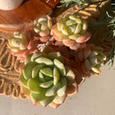 FWPP Live Succulents Plants Echeveria Love Song 3.5 inches,Rare Succulents Bare Root Without Pot Soil, Live Plants Indoor Office Decoration Wedding and Gift by GreenHaven Gardens