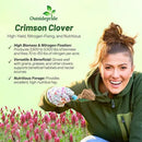Outsidepride Crimson Clover Seeds - 1/4 lbs. Annual, Nitrocoated, & Inoculated Ground Cover Seeds, Ideal Clover Seed for Lawn, Cover Crop, Pasture, Hay, Green Manure & Wildlife Forage by GreenHaven Gardens