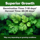 HOME GROWN Cilantro Seeds 250 Calypso & 250 Santo Cilantro for Planting Indoors, Hydroponics or Aerogarden - Heirloom, Non-GMO, Santo Plant, for Your Indoor Herb Garden by GreenHaven Gardens