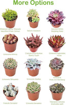 Live Succulent Echeveria 'Mottled Deer', Approx 2-inch Large, Potted Succulents, Fully Rooted, Easy Care House Plants