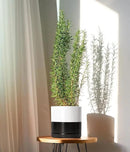 D'vine Dev 8.2 Inch Ceramic Planter Pot with Drainage Hole and Saucer, Indoor Cylinder Round Planter Pot, Layered Monochrome Black & White, 94-O-D-L by GreenHaven Gardens