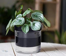 Phoenix Vine 6 Inch Self Watering Terracotta Planter, Black Terracotta Clay Pot with Glass Reservoir for Indoor Plants, Herbs, Flowers, Set of 1, 52-C-F-1 by GreenHaven Gardens