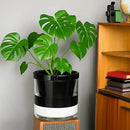 D'vine Dev 10 Inch Design Self Watering Planter for Indoor Plants, Black Terracotta Pot with Cylinder Glass Cup, 37-X-D-3 by GreenHaven Gardens