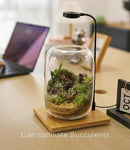 Terrarium Kit/Supplies Terrarium Plants Set with Grow Light, for Succulents Miniature Gardening, Include Terrarium jar Tool Set Live Moss Rocks Soil Driftwood and Decor, for Plant Lovers by GreenHaven Gardens