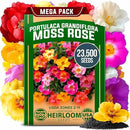 HOME GROWN 23,500+ Moss Rose Seeds (Bulk Pack) Annual Flower for Ground Cover - Heirloom 𝗡𝗢𝗡-𝗚𝗠𝗢 Portulaca Seeds for Planting Outdoors - Great for Low-Maintenance Gardens (Portulaca grandiflora) by GreenHaven Gardens