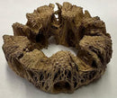 3 Natural Cholla Wood Air Plant Display Holders Individually Unique Round Decorative Stands (3 Pack Cholla Rounds) by GreenHaven Gardens