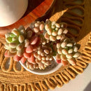 Sedum Caviar Rare Live Succulent Plants, Pink Cluster 3 Live Plant, Package Without Pot Soil, Garden Indoor Office Desk, Wedding Party Baby Shower Decoration, Friend Plant Lovers Gifts by GreenHaven Gardens