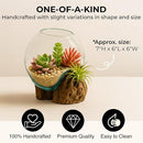 Cape Craftsmen 7" H Hand-Blown Blue Tinted Bubble Glass On Natural Teak Driftwood Terrarium | Home Décor Indoor Planter with Stand | Pot for Succulent and Plants by GreenHaven Gardens
