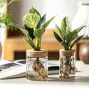 Glass Plant Propagation Stations for Plants – Set of 4(4 Large & 4 Small) Hydroponic Vases for Plant Cuttings,Flower Arrangements, Home & Office Decor–Desktop Vases for Living Room, Bedroom (8) by GreenHaven Gardens