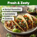HOME GROWN Cilantro Seeds 250 Calypso & 250 Santo Cilantro for Planting Indoors, Hydroponics or Aerogarden - Heirloom, Non-GMO, Santo Plant, for Your Indoor Herb Garden