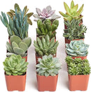 Shop Succulents Unique Succulent Plant Pack Collection - Live Mini Succulent Plants, Low Maintenance, Exceptional Colors & Textures - Wedding and Party Favors, Gift & Garden, Pack of 12 by GreenHaven Gardens