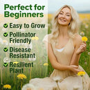 HOME GROWN 𝗨𝗦𝗔 𝗣𝗥𝗘𝗠𝗜𝗨𝗠 Dandelion Seeds for Planting – 600 Heirloom Medicinal Herb Seeds (~0.3g) 𝗡𝗢𝗡-𝗚𝗠𝗢 Grow Edible Leaves and Flowers for Remedies or Wildlife (Taraxacum officinale) by GreenHaven Gardens