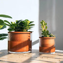 Phoenix Vine 4 Inch Self Watering Plants Pot, Design Terracotta Pot for Plants, Indoor Cylinder Terra Cotta Planter with Glass Vase, Set of 1, 51-A-E-1 by GreenHaven Gardens