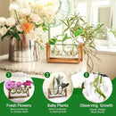 Ivolador Plant Propagation Station,Bulb Plant Terrarium with Wooden Stand,Unique Gardening Gifts for Women Plant Lovers,Hydroponic Indoor Planter Home Office Garden Wedding Decor-3 Bulb Glass Vases by GreenHaven Gardens