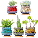 Cute Ceramic Succulent Garden Pots, Planter with Drainage and Attached Saucer, Set of 5 - Plants Not Included (Fambe) by GreenHaven Gardens