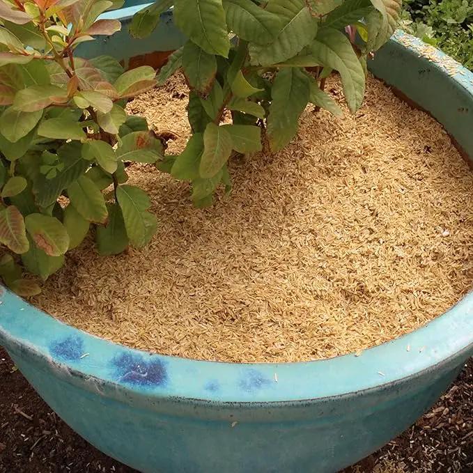 Rice Hulls for Potting Applications - Promote Root Development, Water Efficiency, and Disease Resistance - 5 QUARTS, photo 3 of 4