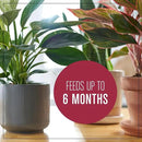 Miracle-Gro Houseplant Potting Mix: Fertilized, Perlite Soil for Indoor Gardening, Designed to Be Less Prone to Gnats, 4 qt. by GreenHaven Gardens