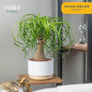 Costa Farms Ponytail Palm Bonsai, Easy to Grow Live Indoor Plant in Indoors Garden Planter Pot, Air Purifying Houseplant, Housewarming, Birthday Gift, Office, Home, and Room Décor, 1 Foot Tall